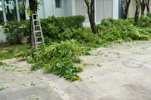 Mahtomedi, MN Tree Removal Company