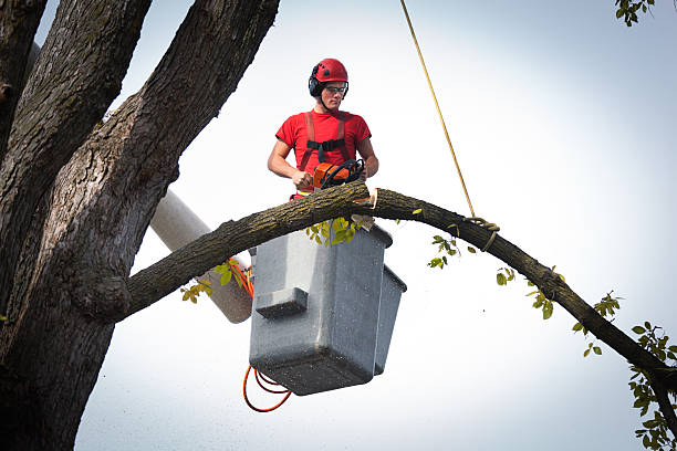 Best Firewood Processing and Delivery  in Mahtomedi, MN